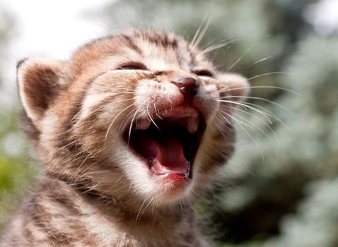 close-up of a hungry tiger kitten, crying for food