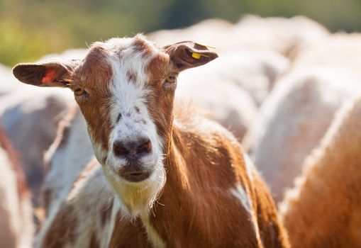 close-up of a goat face in a herd