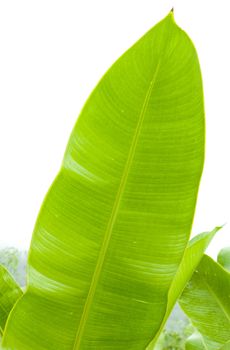 leaf, Grenada