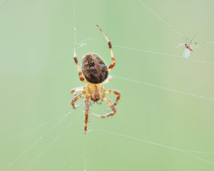 A garden spider with an insect in a web.