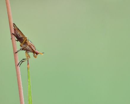 Marsh Fly perched on a plant stem in a swamp.