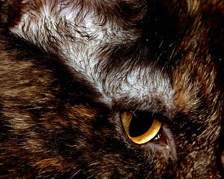 A closeup head shot of a domestic house cat.