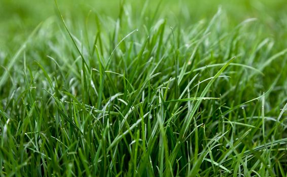 Close-up image of fresh green grass with drops of dew