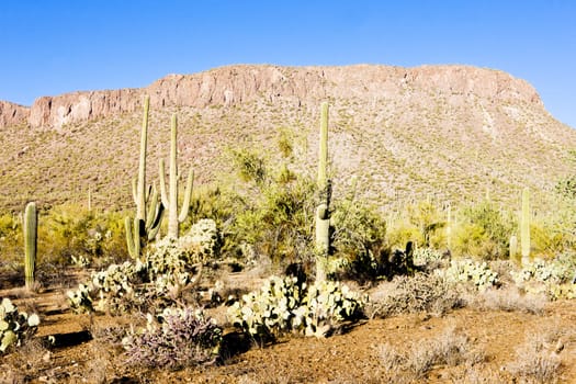 Saguaro National Park, Arizona, USA