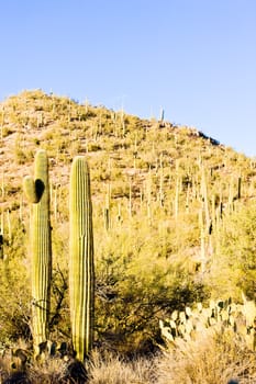 Saguaro National Park, Arizona, USA