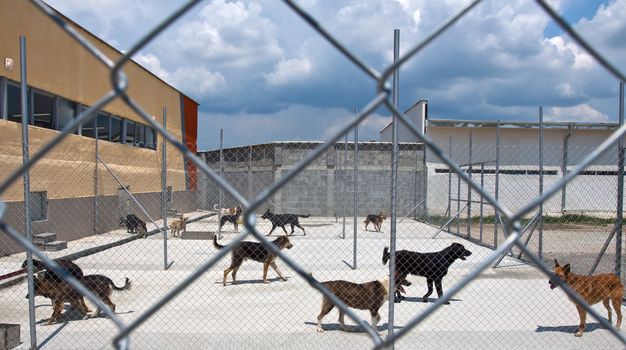 homeless dogs behind fance outside, in a shelter