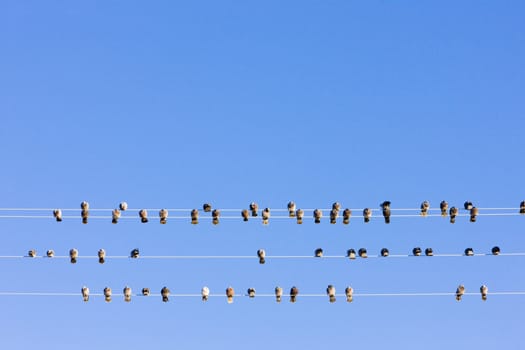 birds sitting on wire, Nevada, USA