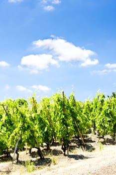 grand cru vineyards, Cote Rotie, Rhone-Alpes, France