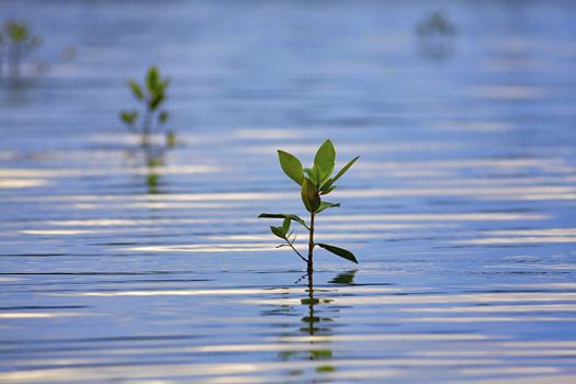 Mangrove seedlings casting reflections in the water at sunset