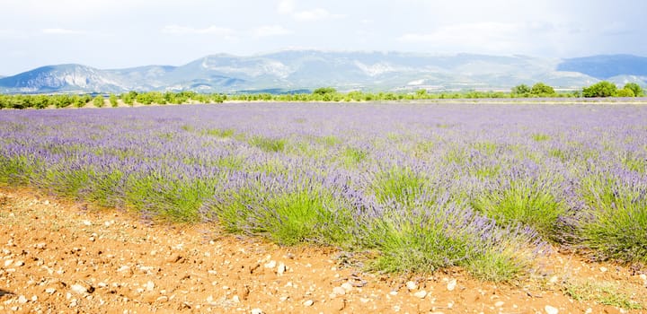 lavender field, Plateau de Valensole, Provence, France