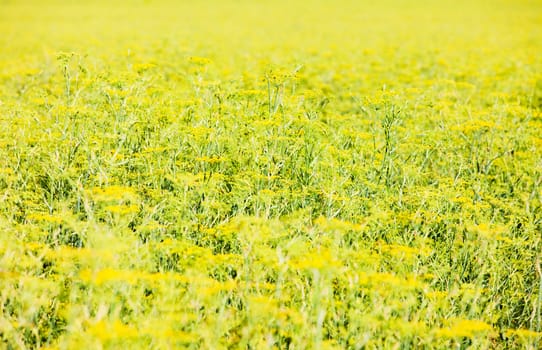 field, Plateau de Valensole, Provence, France