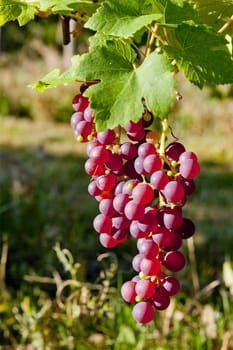 grapevine in vineyard (gewurztraminer), Alsace, France