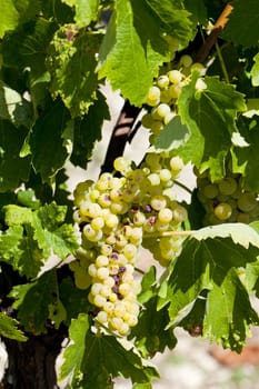 white grape in Jarnac, Poitou-Charentes, France