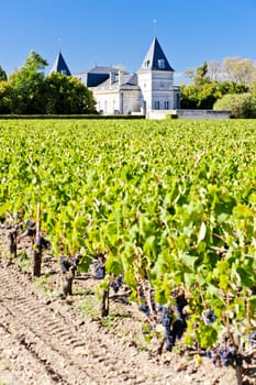 vineyard and Chateau Tronquoy Lalande, Saint-Estephe, Bordeaux Region, France