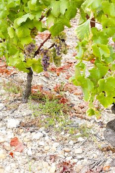 white grape in Sauternes Region, Aquitaine, France