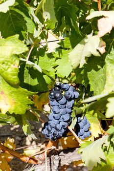 blue grape, La Rioja, Spain
