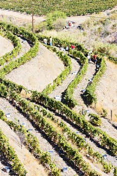 vineyars in Douro Valley, Portugal