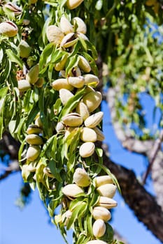 almond tree, Portugal