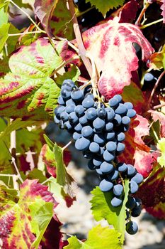red grapes, Douro Valley, Portugal