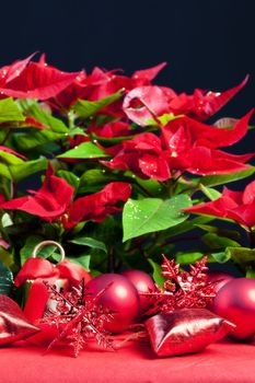 Christmas still life with Poinsettia