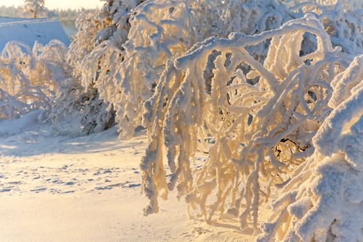 detail of winter tree