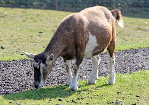 goat in a field grazing on grass