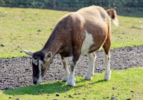 goat in a field grazing