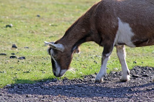 brown and white goat