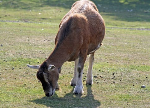 goat in a field