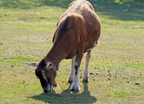 a goat grazing on grass