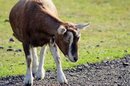 a goat in a field