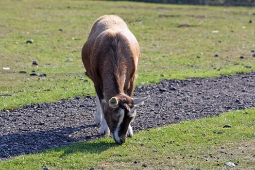 a goat in a field