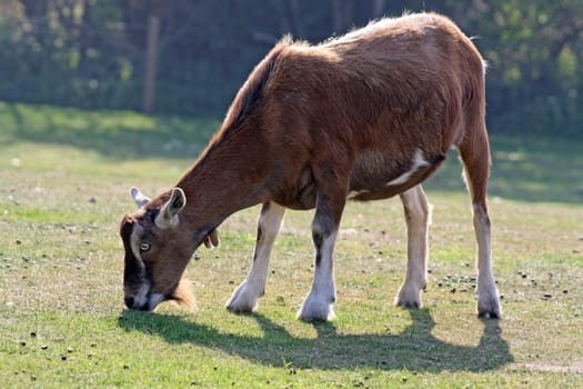 a goat eating grass