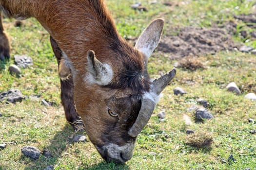 a goat eating grass