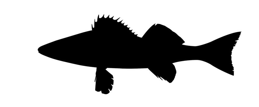 vector silhouette of fish on white background