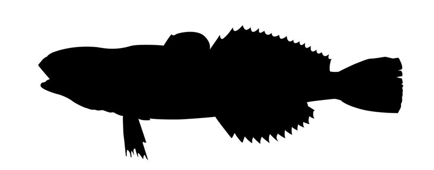 vector silhouette of fish on white background