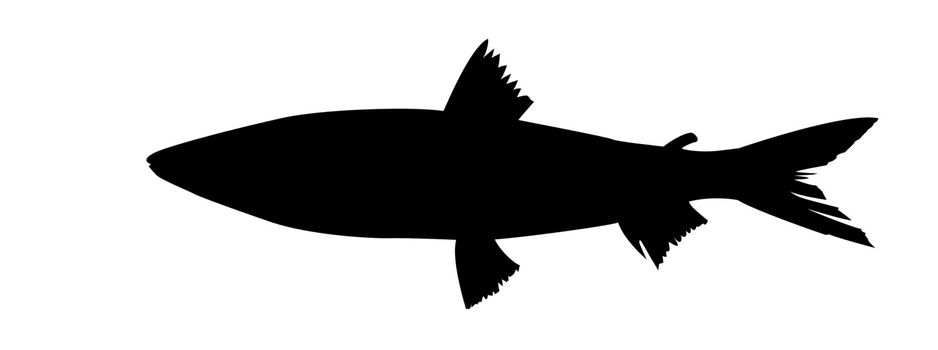 vector silhouette of fish on white background