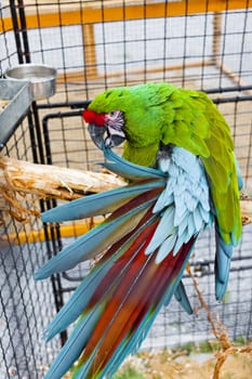 parrot Ara Military (Ara militaris mexicana) in the cage