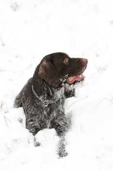 lying hunting dog