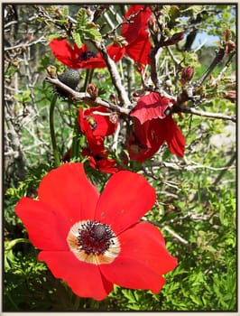red poppies in the woods red flower in Israel







red poppies in the woods







red flower