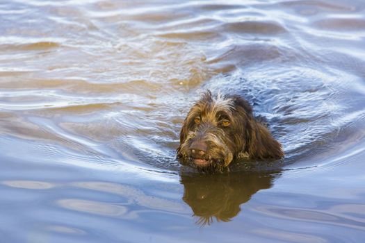 hunting dog in pond