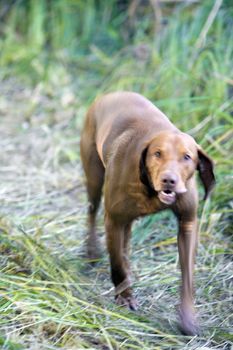 hunting dog