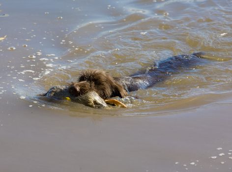 hunting dog with a catch