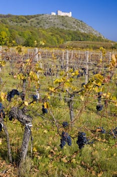ruins of Devicky castle with vineyard, Czech Republic