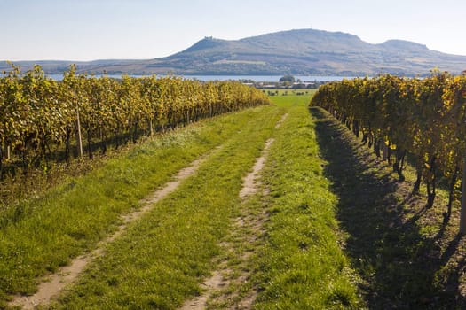 vineyard, Sonberk, Palava, Czech Republic