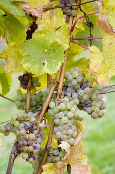 grapes (Weiser Riesling), Germany