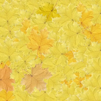 Background from autumn orange and yellow leaves of maple