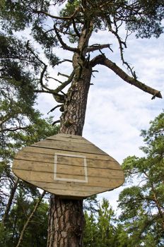 Basketball board without hoop attached to the pine tree trunk.