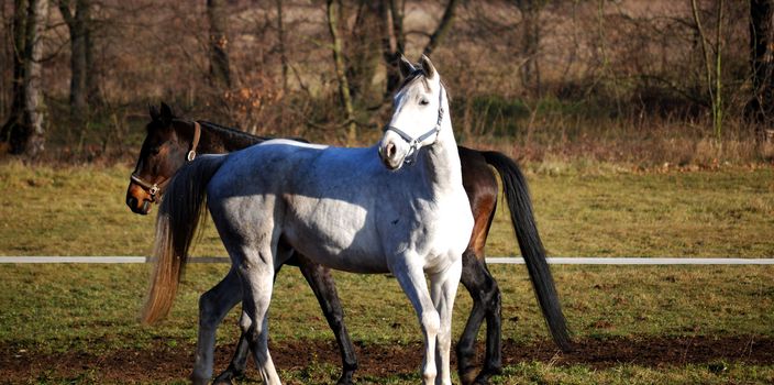 two horses in the paddock