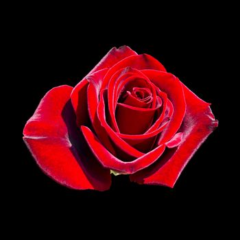 blooming red rose bud isolated on black background